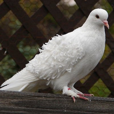 Doves