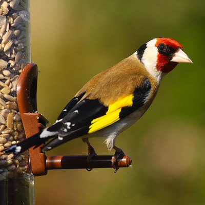 Finches
