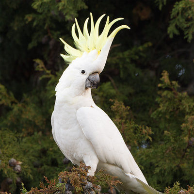 Cockatoos (Large)