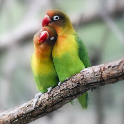 Lovebirds