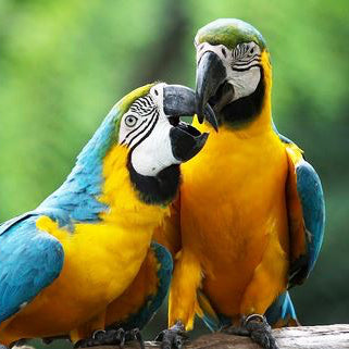 Macaws (Large)