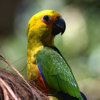 Parakeets