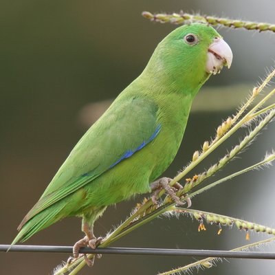 Parrotlets