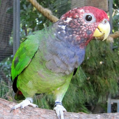 Pionus